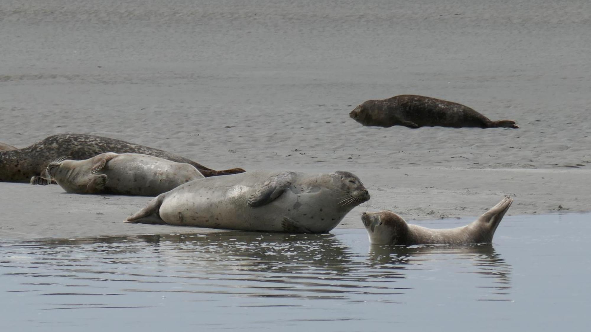 Gite Repos Et Tranquillite G Cayeux-sur-Mer Exteriör bild